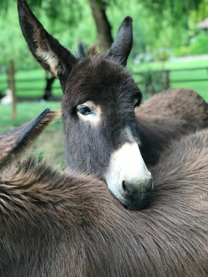 Willa Agroturismo Anziola Oiartzun Zewnętrze zdjęcie